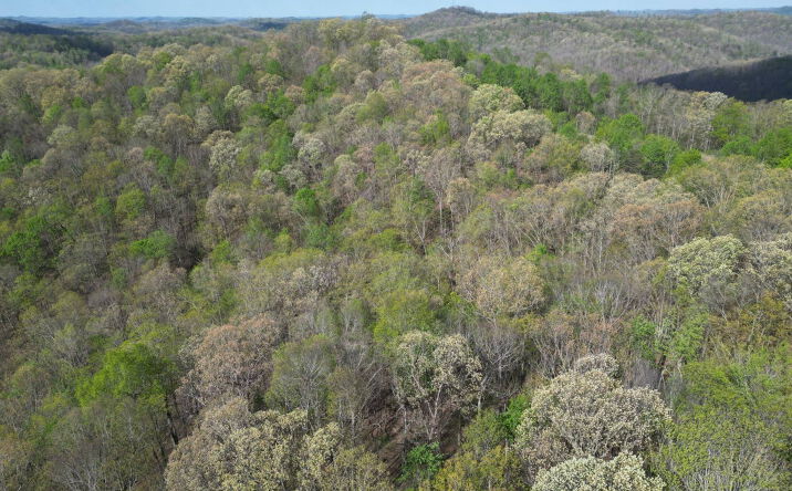Spice Ridge Road, Procious
