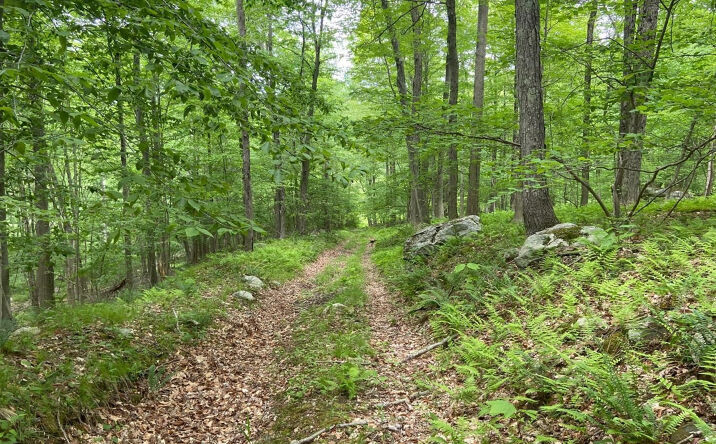 592 Bog Hollow, Dover