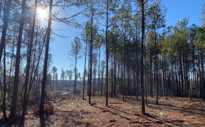 CR 110, Quitman