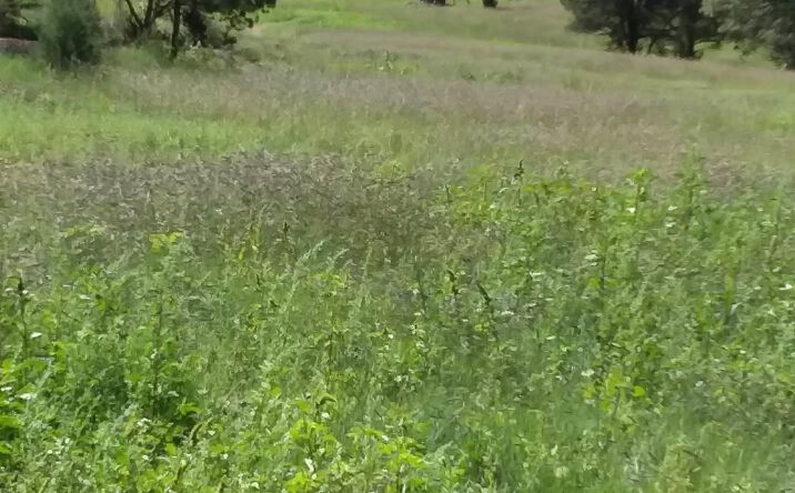 344 Forest Road, Pecos