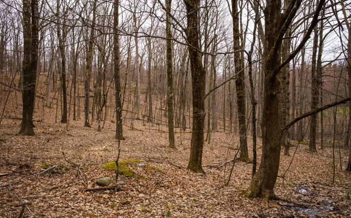 Fern Hill Rd., Austerlitz