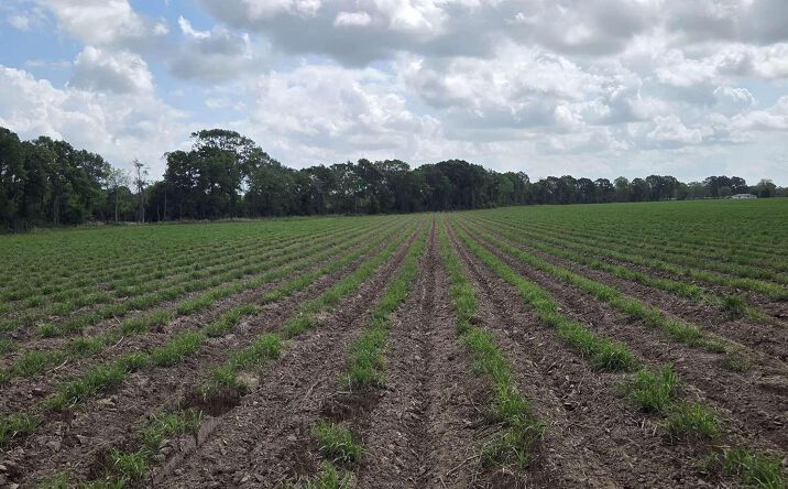 997 Sidney Charles Rd, Opelousas