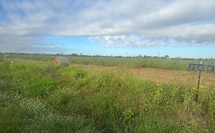 11.594 ACRES Louisiana Rd., La Feria