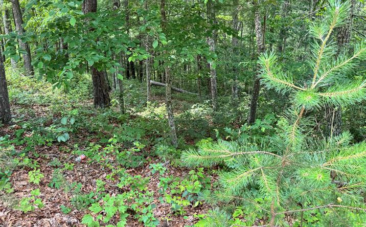 Lot 48 Honey Maple Trail, Austinville