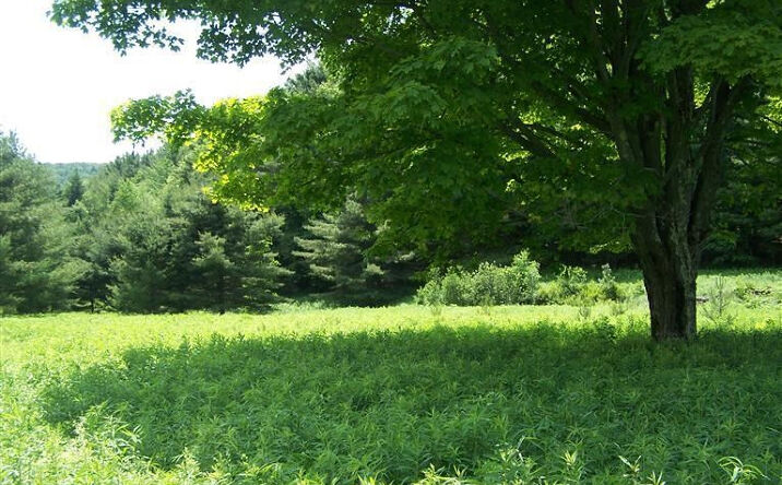 Route 22, Austerlitz