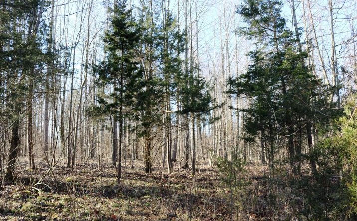 15.87ac St Rt 350, Moores Hill