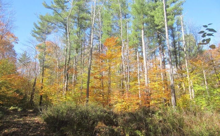 144 Route 5, Austerlitz
