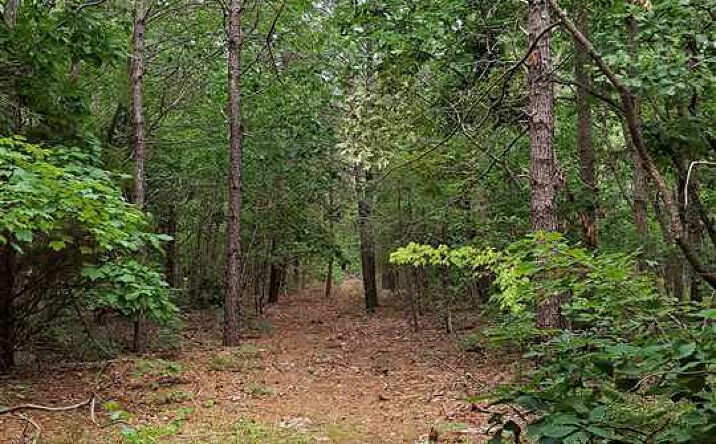 * Devane (East side of street) Street, Green Creek
