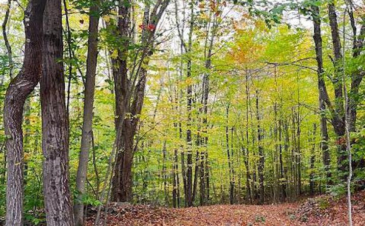 Tbd Alpine Drive, Bovina