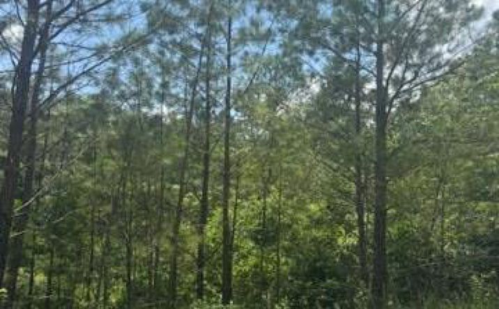 LT 43&44 Reece Mountain Road, Ellijay