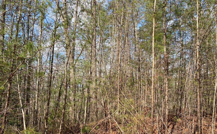 LOT3 Cohutta Overlook Ii, Blue Ridge