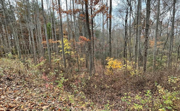 Lot 20 Hamilton Road, Blairsville