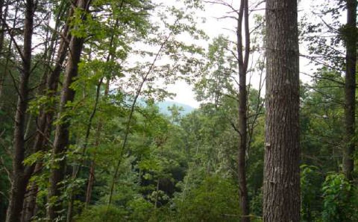 LOT 6 Prospectors Cove Road, Blairsville