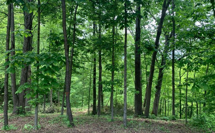 Lot 1 Middleboro Road, Washington Twp