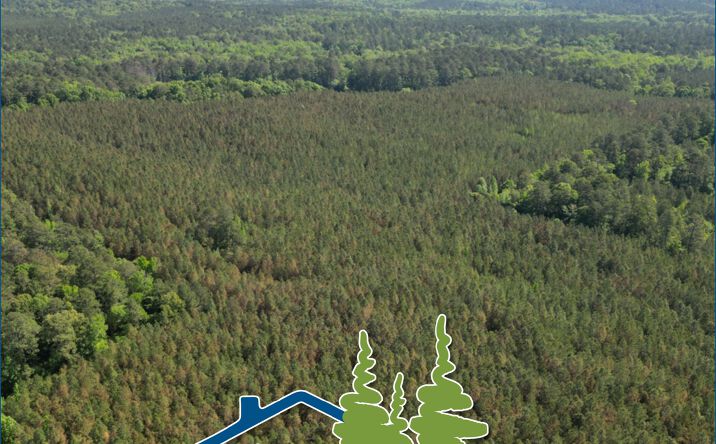 Choctaw Lake Road area, US Forestry Road #968-2, Ackerman