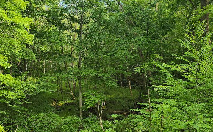 Toney Fork Road, Scarbro