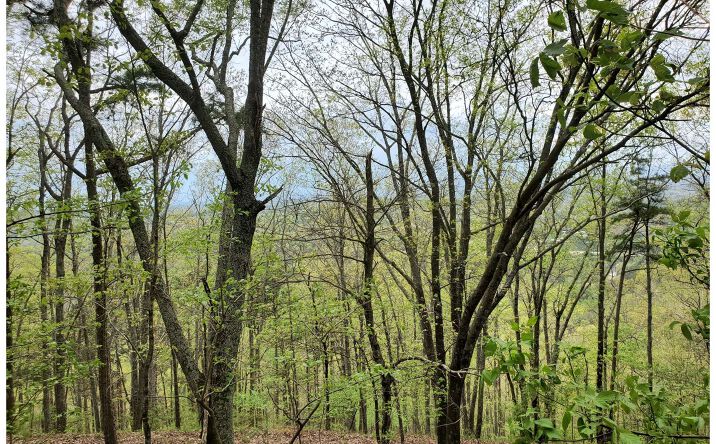 52 Talona Mountain Road, Ellijay