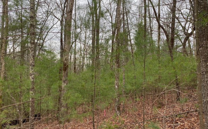 LT28 Watersong Trail, Ellijay