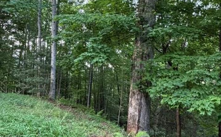 Lot 59 Quiet Mountain Trail, Murphy