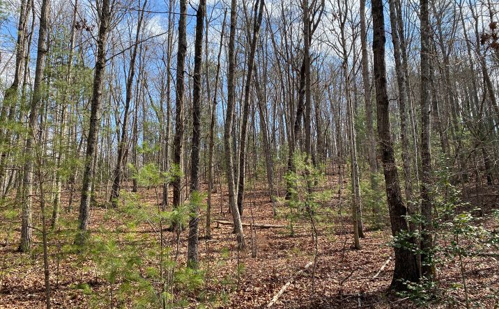 LOT5 Cohutta Overlook Ii, Blue Ridge