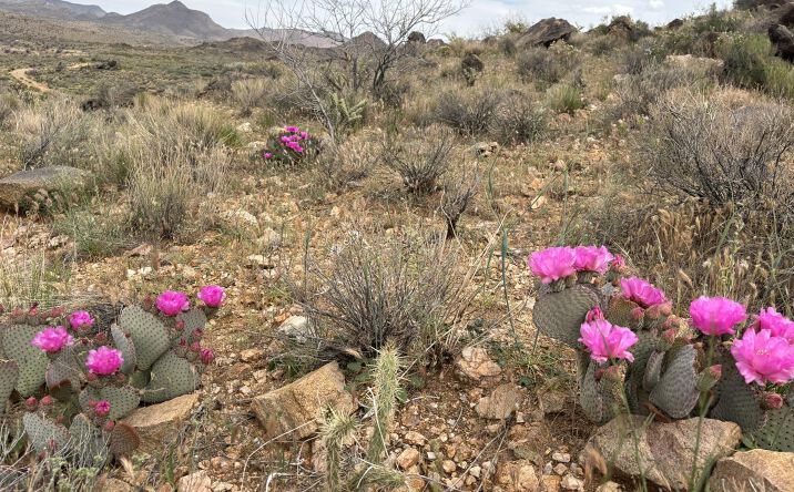 254-24-002 Mica, Kingman