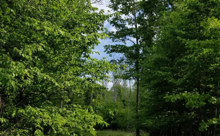 Zinno Road, Ashland