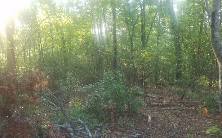 LOT 1 Bluebird Lane, Blue Ridge
