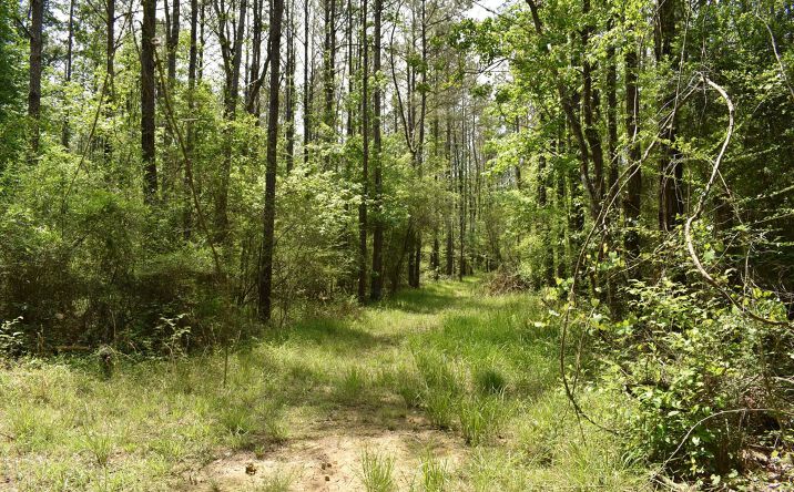 Tbd Fire Tower Rd, Springfield