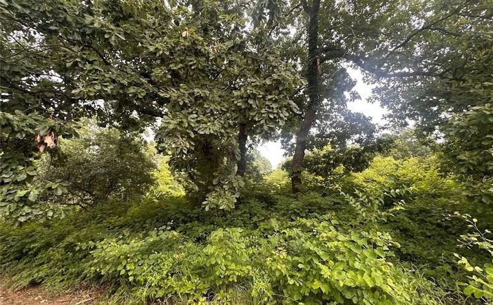 Hickory Lane, Ozawkie