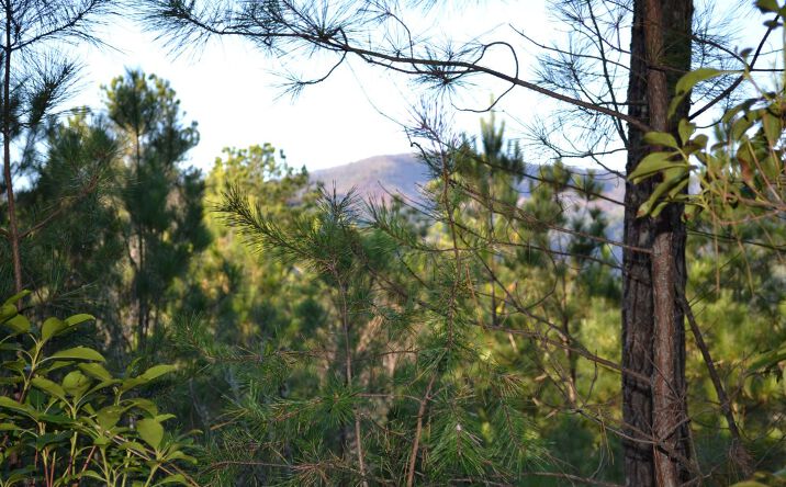 LOT 7 Skyline Drive, Turtletown
