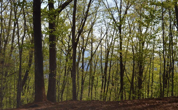 LT 22 North Ridge Trail, Brasstown