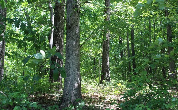 41.399ac Mt Carmel Road, Vinton