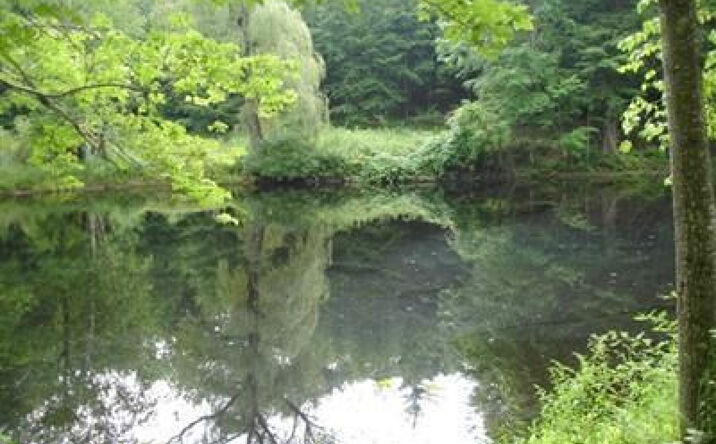 Stonewall Road, Austerlitz