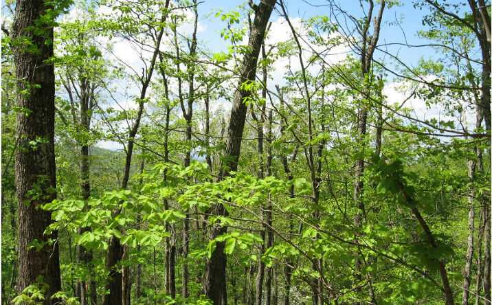 L 24 Green Ridge Road, Blue Ridge