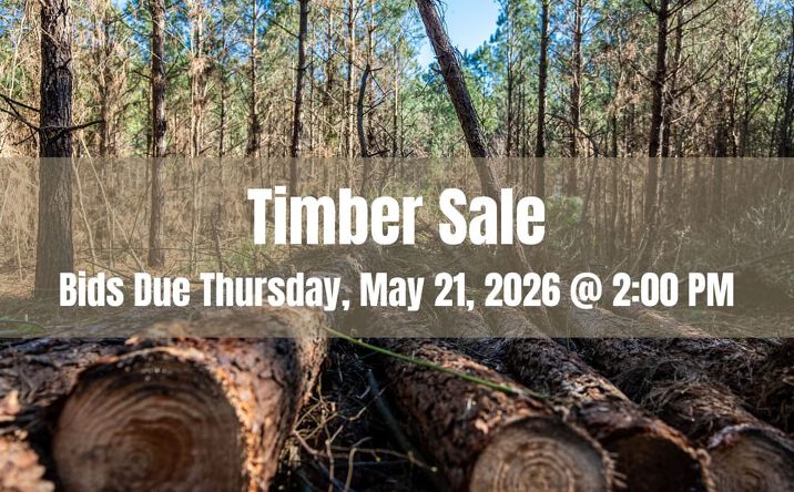 Timbersale, Ashdown