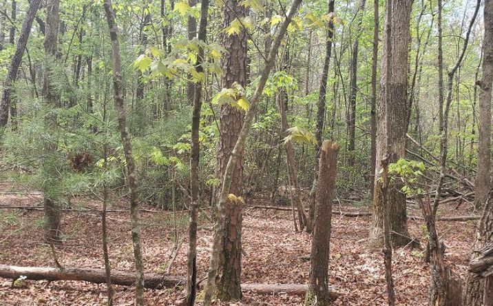 36 & 38 Squirrel Hunting, Ellijay