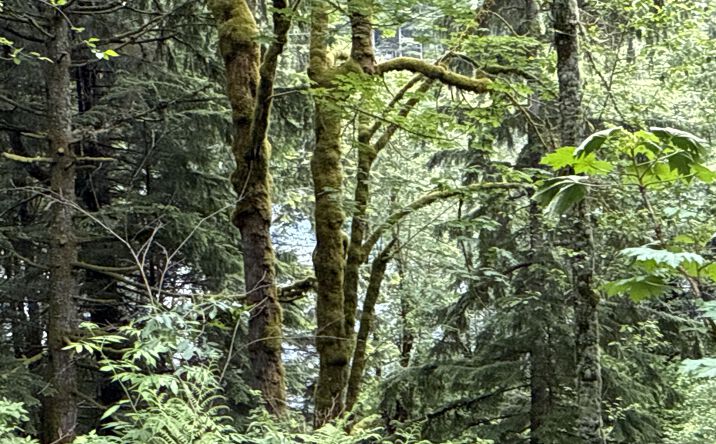 376 XX E Lake Walker Dr SE, Enumclaw