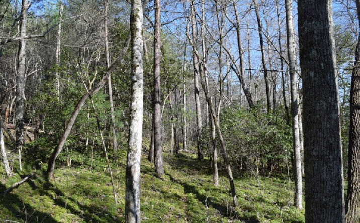 LT 36 Ridge Brook Trail, Morganton