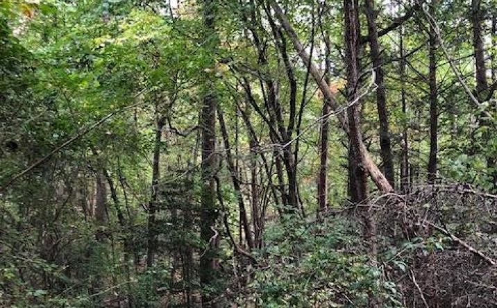 5.95 AC Alp Lane, Blue Ridge