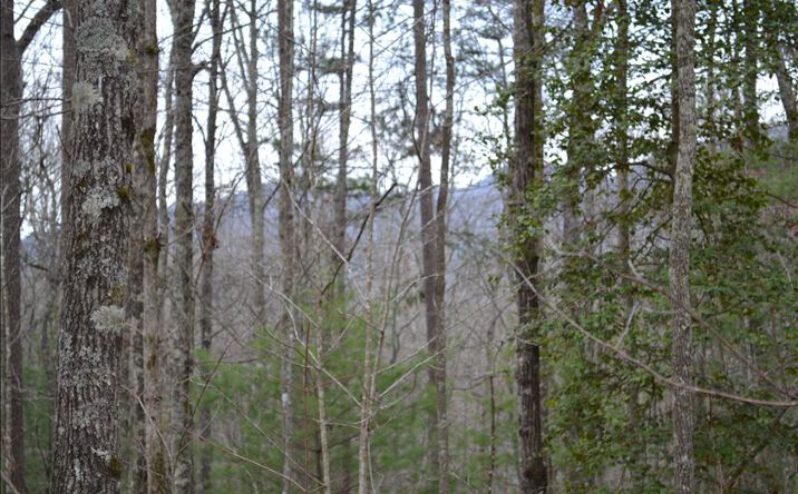 205 Woodsong Haven, Turtletown