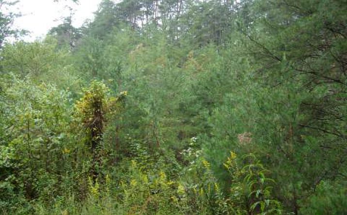 7.3 AC Spring St-Rock Quarr, Mineral Bluff